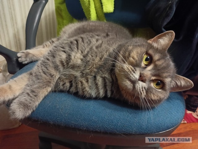 Шерстяной котовторник. Октябрь 2022