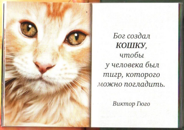 Отпустите кошек, они хотят стать львами