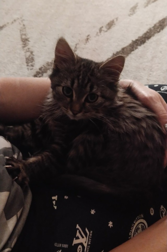 Найдёныш кошачий