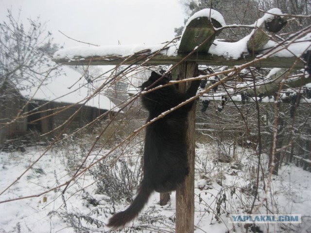 Жизнь домашнего приюта для котеек 422