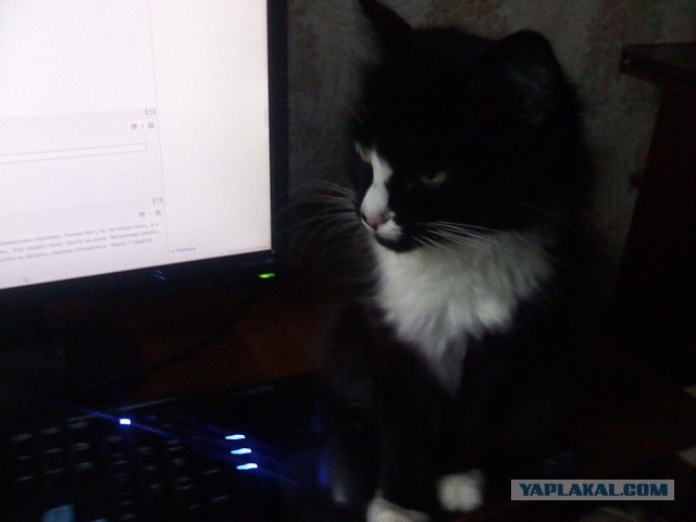 Котовторник  19.03.2013
