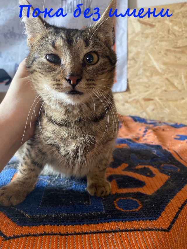 Жизнь домашнего приюта "Котоленд" 376