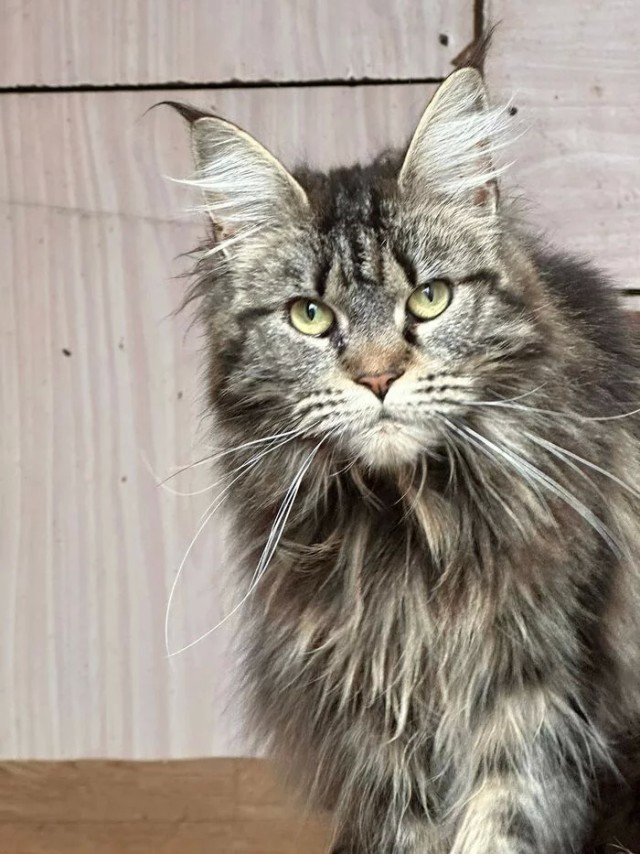 Котоленд. Много мейн-кунов в поисках спасения!⁠⁠