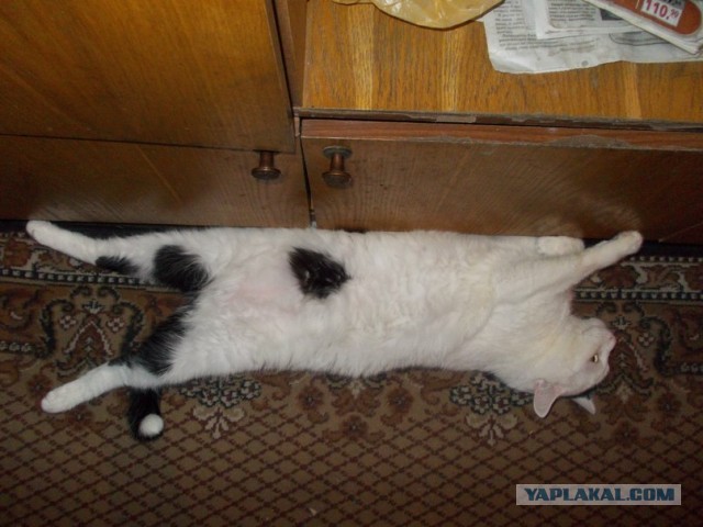 Котовторник 09.04.2013