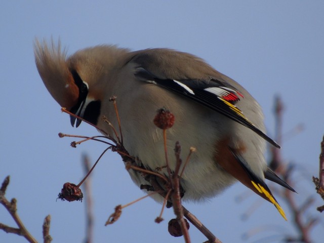 Свиристели, свиристели... пообедать прилетели!