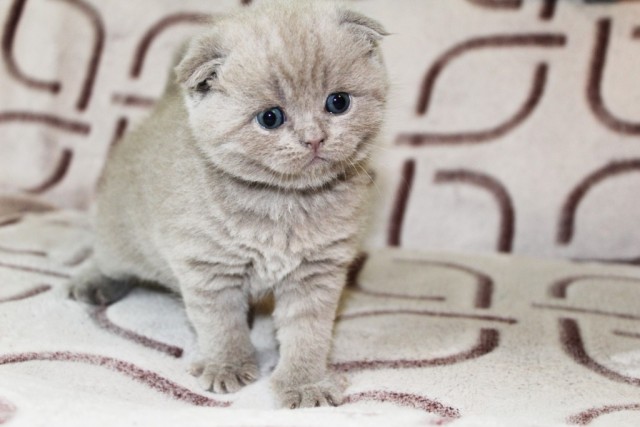 Котовторник, от мала до велика
