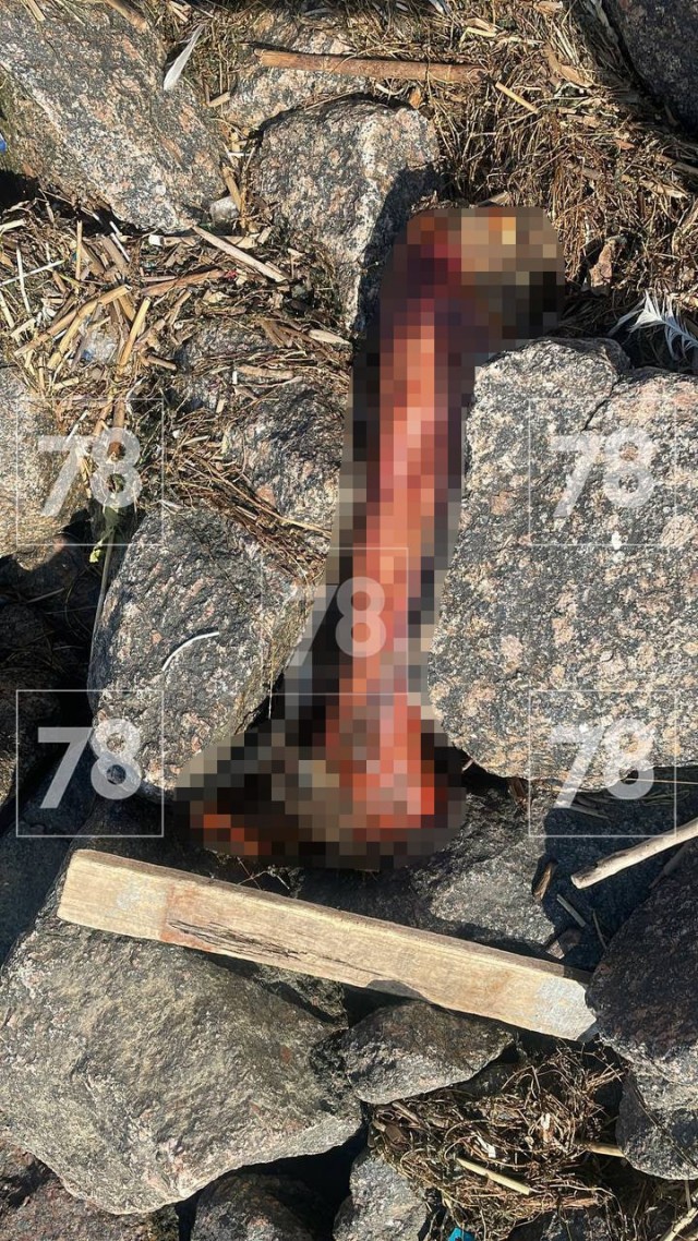 Человеческую ногу нашли на намыве Васильевского острова в Санкт-Петербурге
