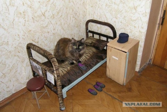 Заключённым могут разрешить заводить КОТИКОВ в тюрьмах