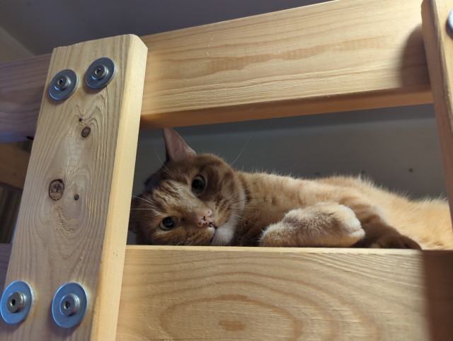 Рыжий котовторник