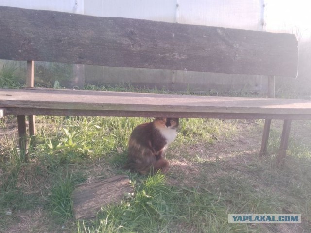 Жизнь домашнего приюта для котеек 542
