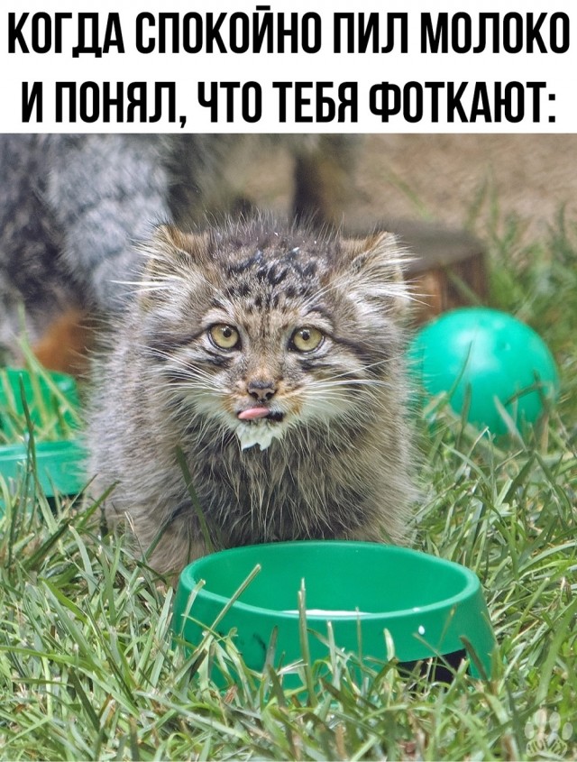Картинки для деградации 25 (разной степени свежести)