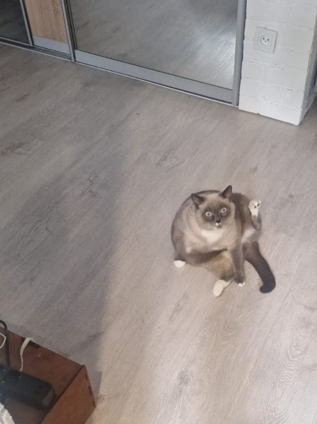 Котовторник?