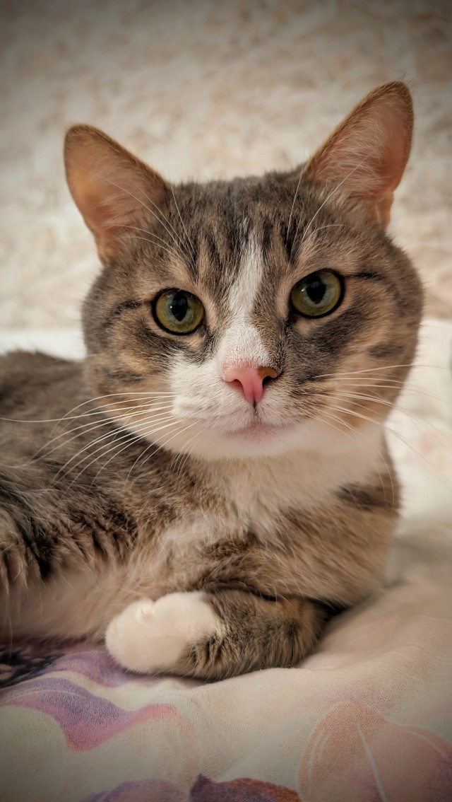 Турецкий кот.