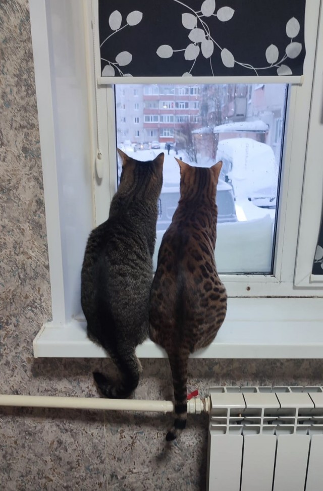 Колли, а популярна ли сейчас эта порода собак?