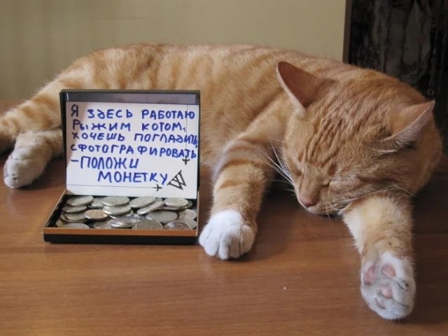 Котики тоже любят читать