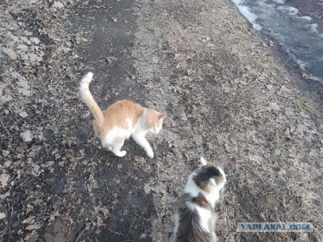 Жизнь домашнего приюта для котеек 574