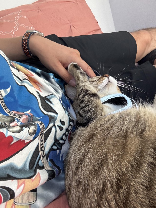 Рандомных фото котов тред