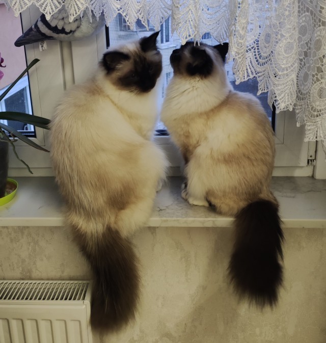Принимайте в свои ряды которабы
