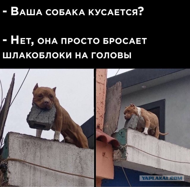 История о том, как бабушка завела себе Алабая