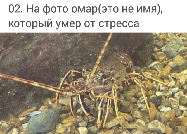 Убили 2-х омаров, коллеги!