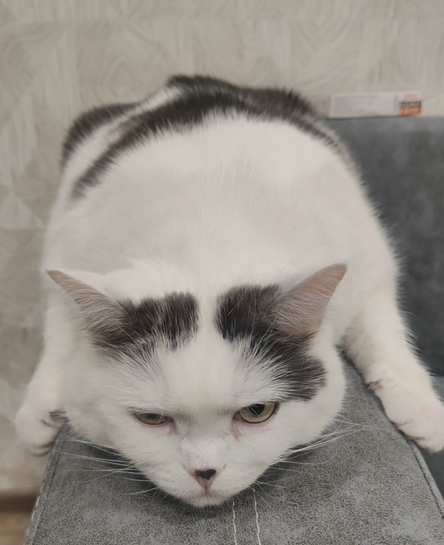 Мой "звездюк" для котовторника.
