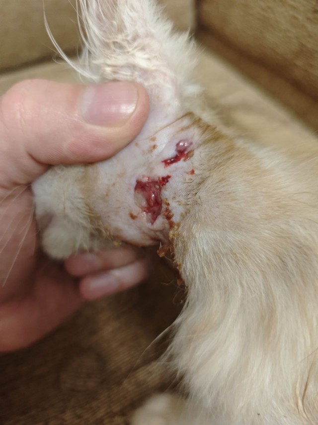 Котёнок образовался