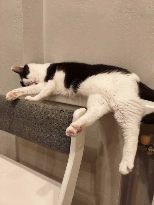 Очередной котовторник