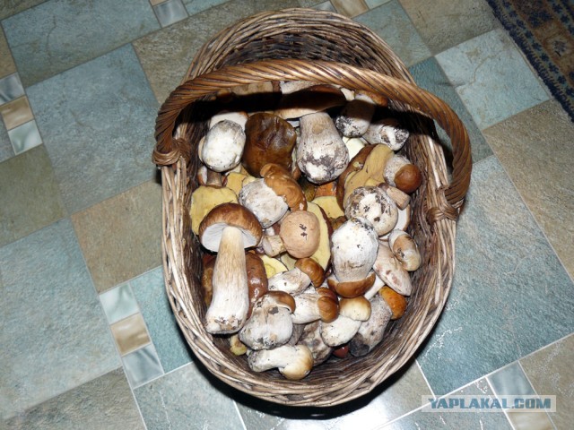 За грибами
