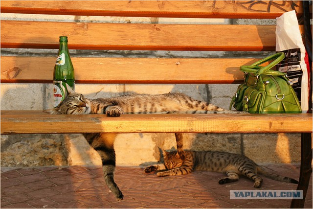Раскорячило!