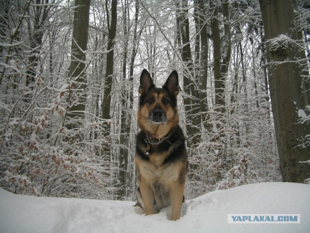 Собакочетверг на 02.01.2014