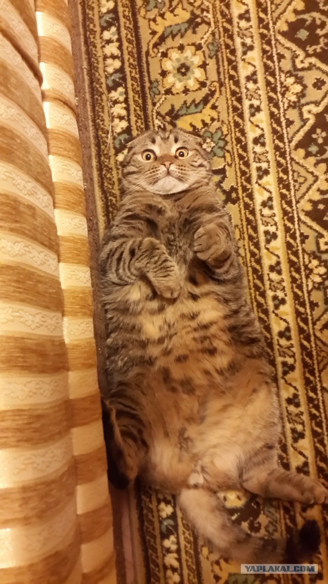 Котовторник 25.02.2014