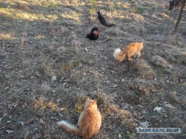 Жизнь домашнего приюта для котеек 2