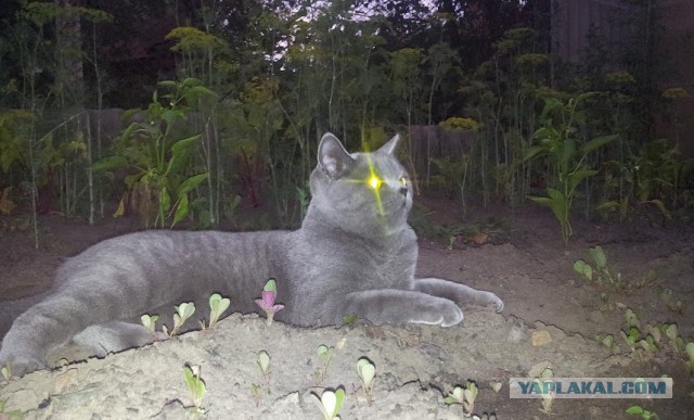 Котовторник 27.5.2014