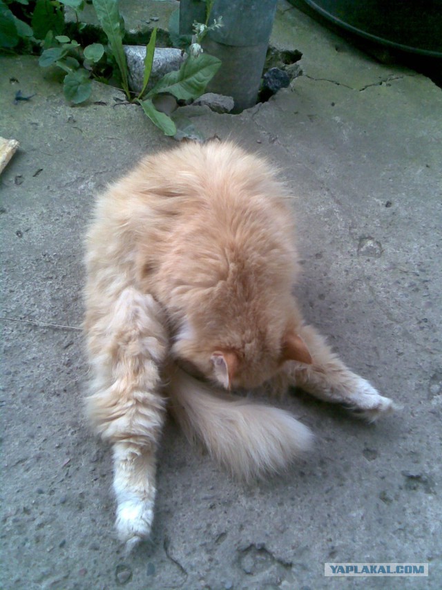 Котовторник 23.09.2014.
