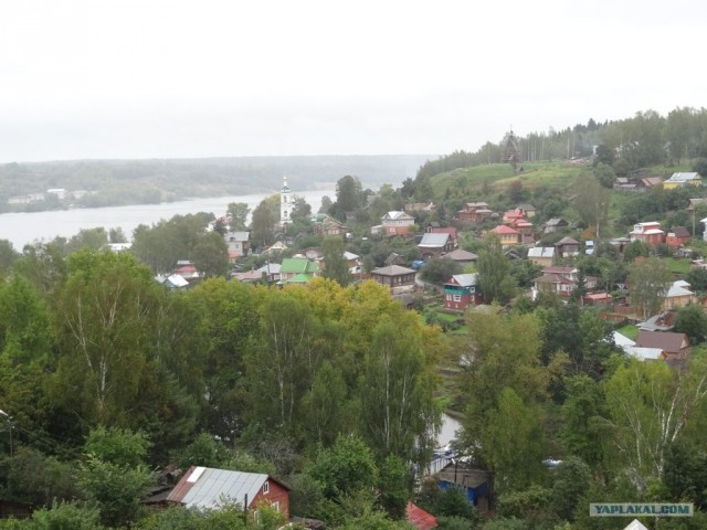 Поиск вырубленной березовой рощи в Плесе