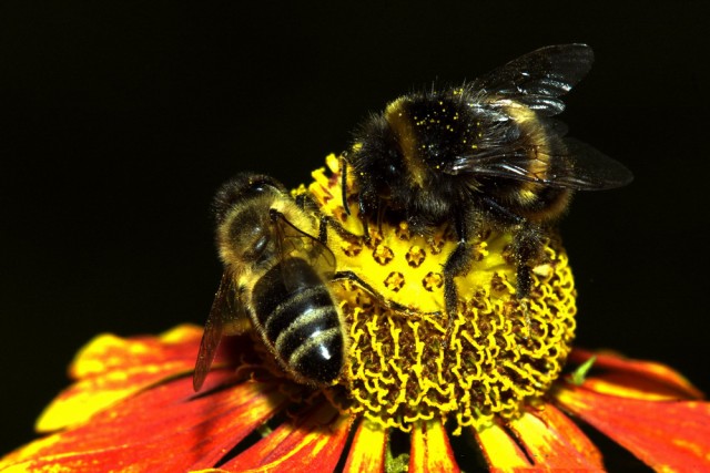 Золотая осень