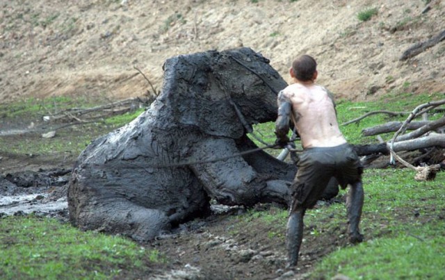 Трудная работа — вытащить слона из болота