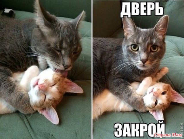 Кота с кошкой запалили