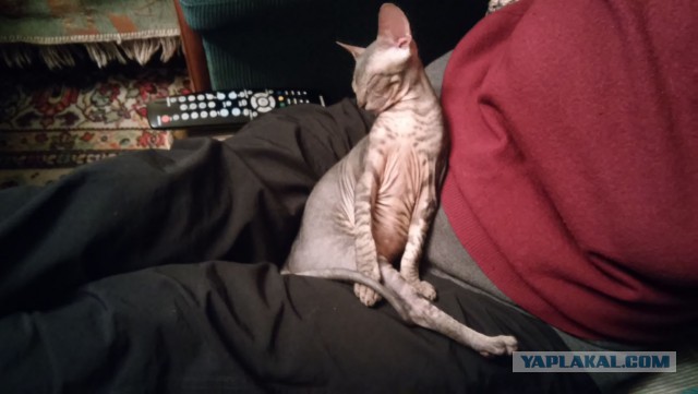 Котовторник 03.11.2015