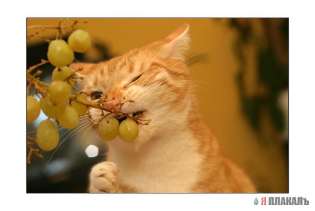 Коты, кошки, котята