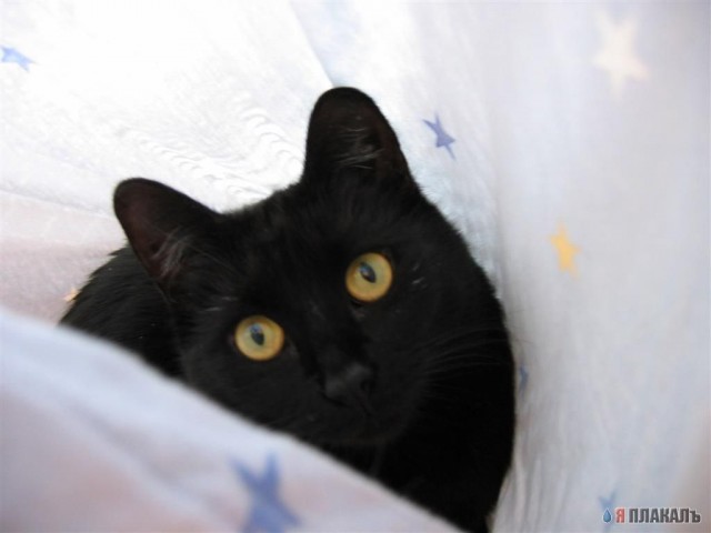 Коты Среды