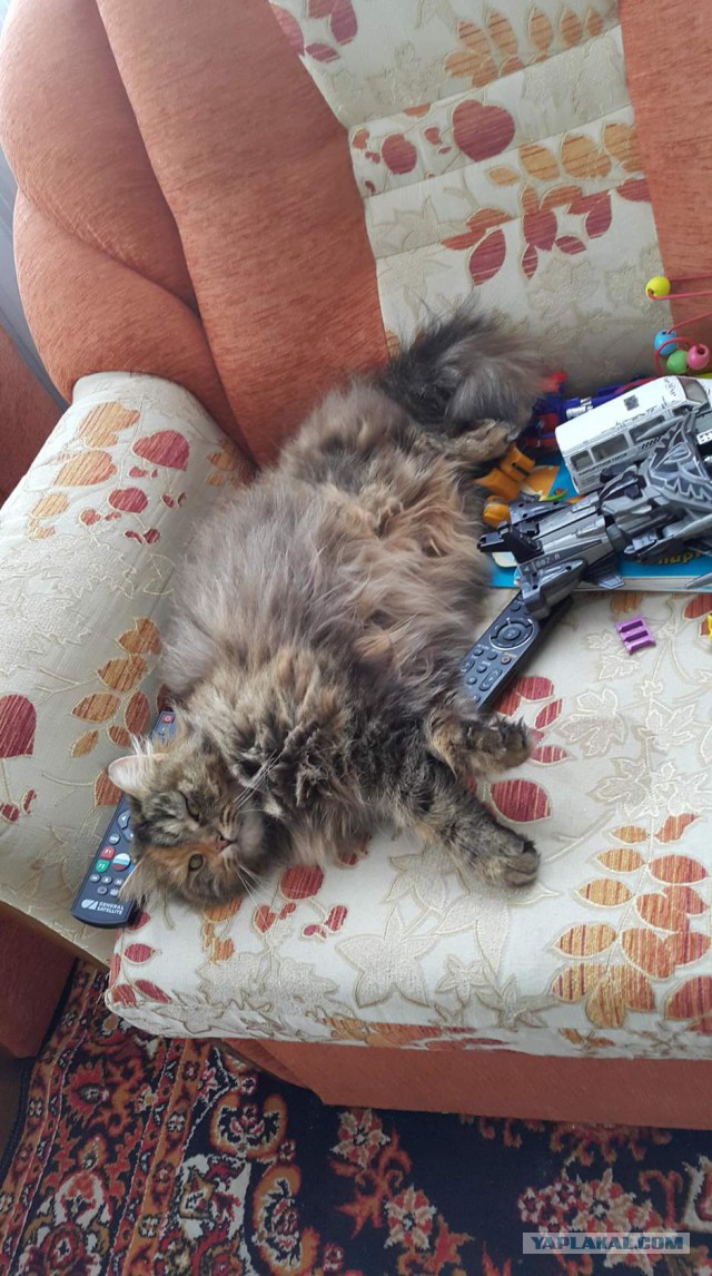 Котовторник 22.03.2016