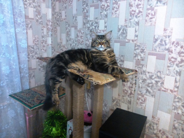 Небольшой фото-отчет ко втонику: мейн-кун Шелдон Купер