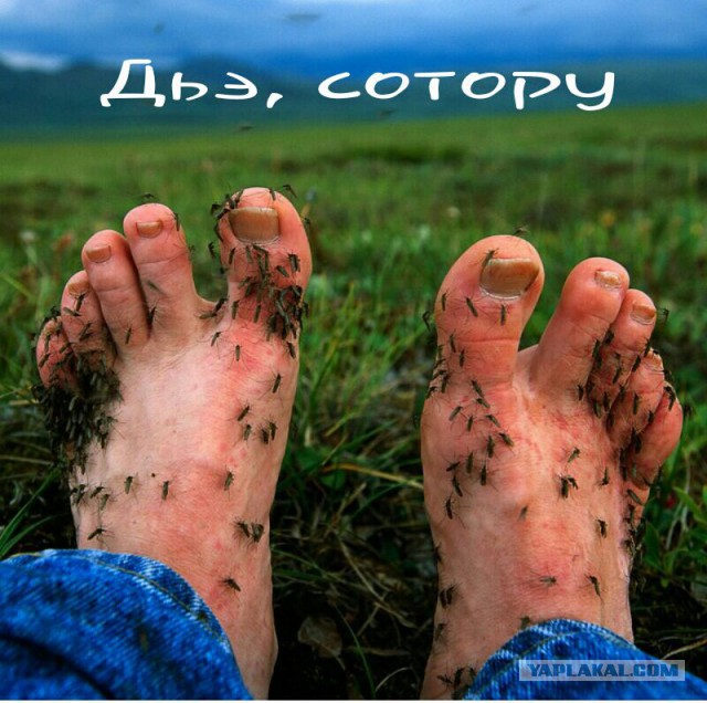 Агрессивная мошкара