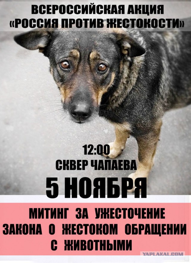 Живодерки из Хабаровска