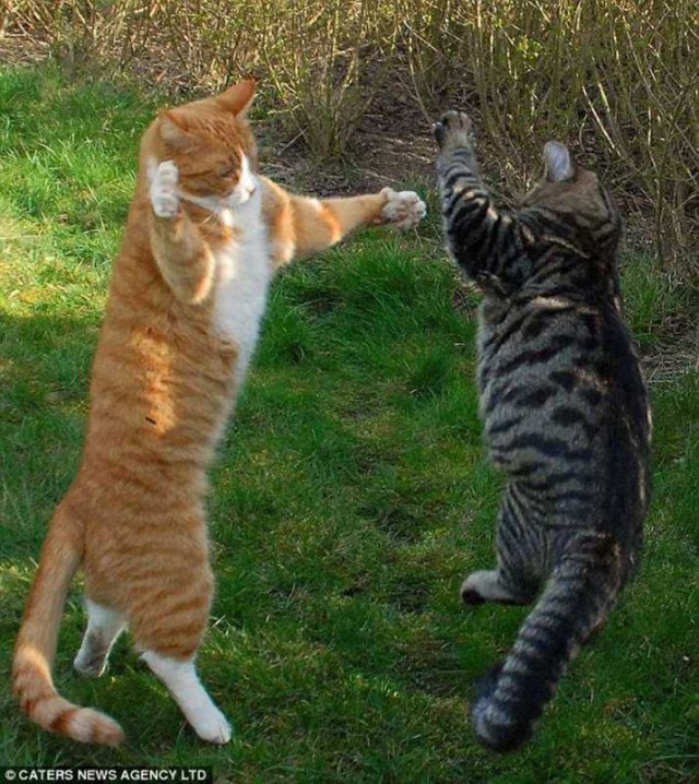 Коты из сети