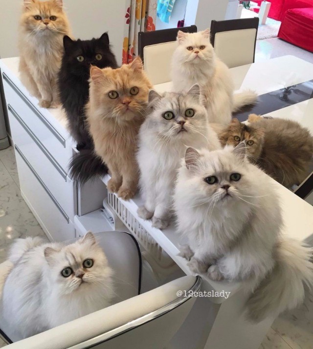 Коты из сети