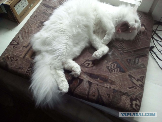 Котовторник 13.12.2016