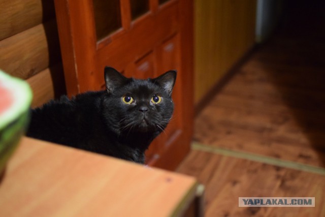 Котовторник 28.02.2017