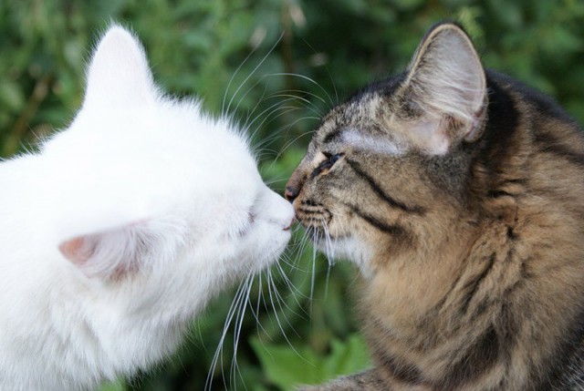 Коты и Кошки